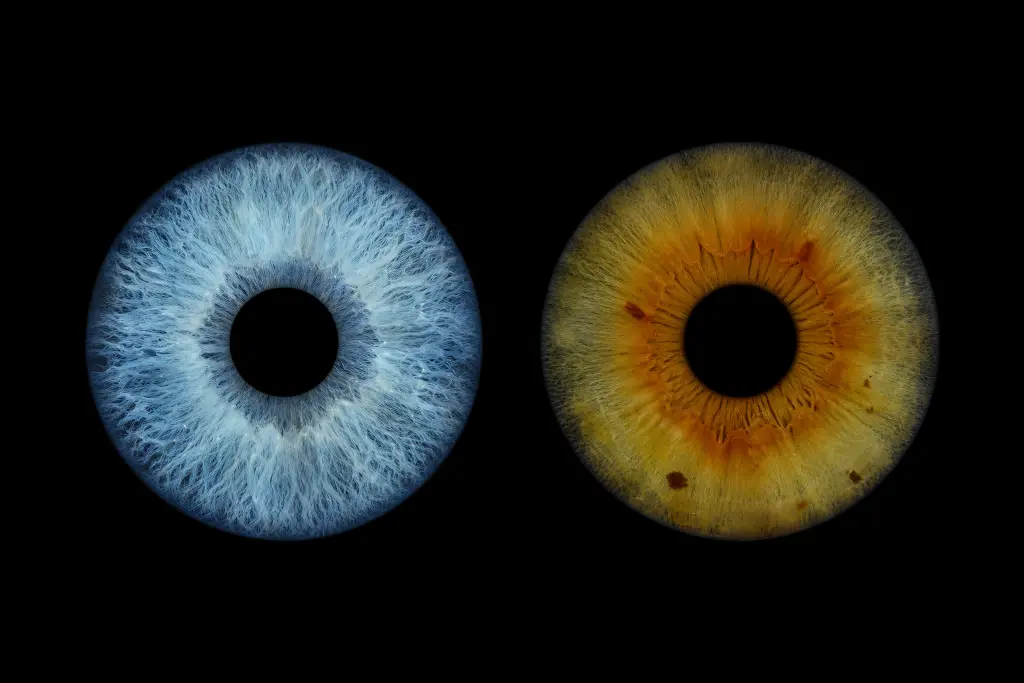 Two rendered irises side by side — one blue, one hazel gold